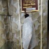“Elegant ivory embroidered Jodhpuri suit displayed on a mannequin at Fenzi Designer Studio.”